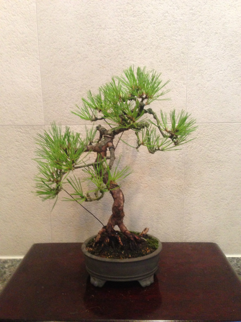 作品集・葉月園